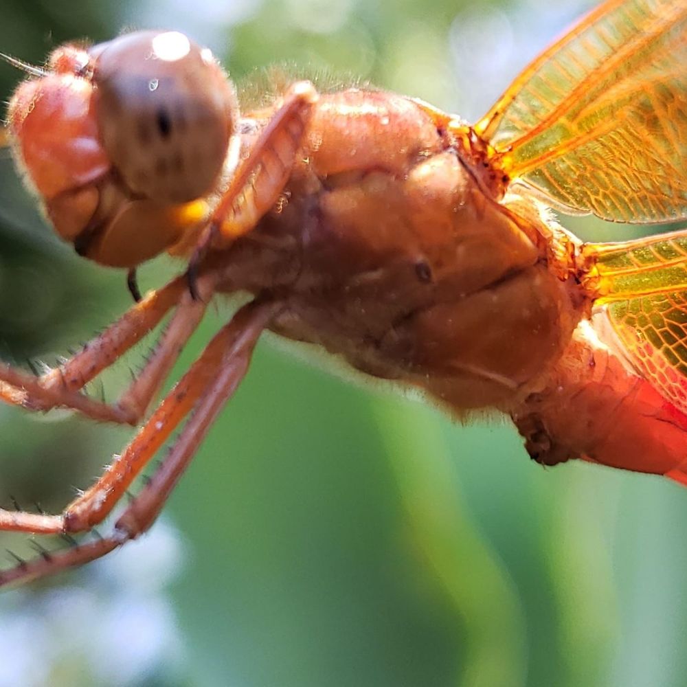 Meet your Posher, Emilia